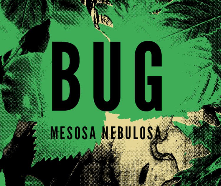 BUG MESOSA NEBULOSA cover front
