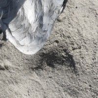 N(124) / [ B O L T ] / Volker Kamp Untitled (seagull)