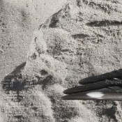 N(124) / [ B O L T ] / Volker Kamp Untitled (seagull) Inlay
